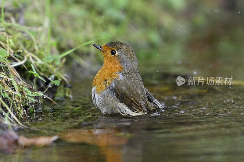 沐浴的知更鸟(Erithacus rubecula)